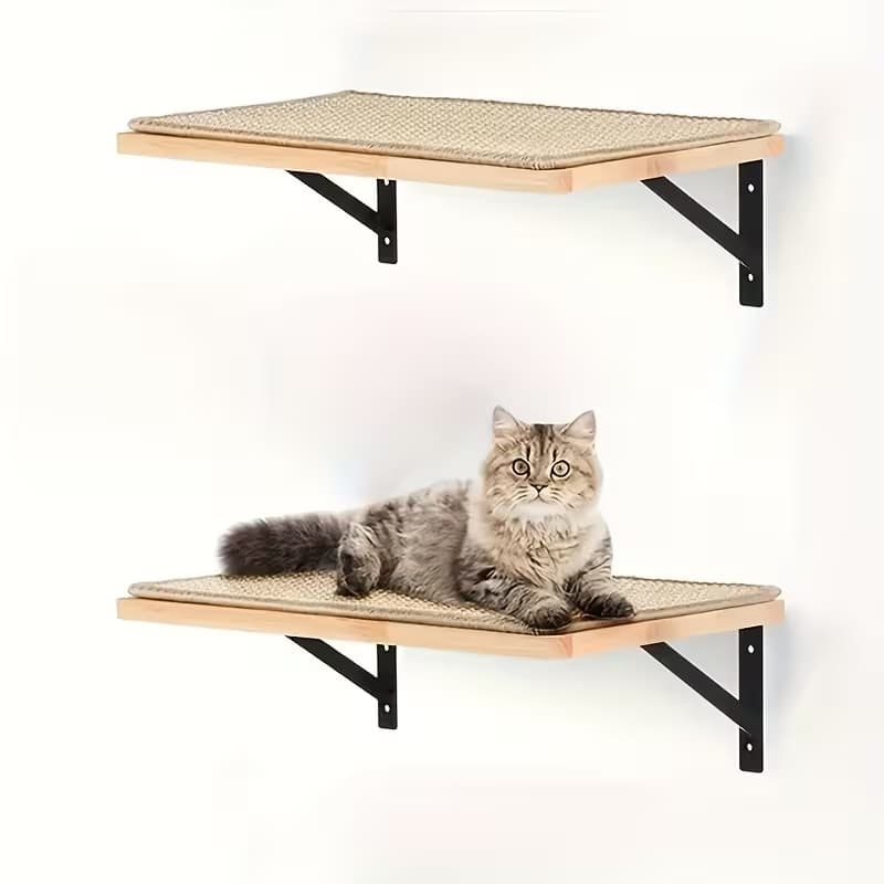 Cat sitting on a wooden wall shelf with a white background