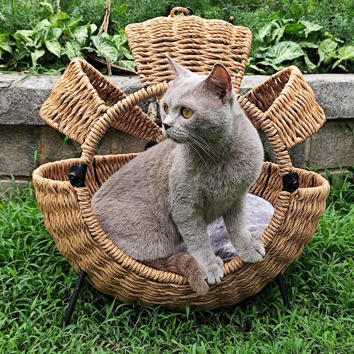 Cat sitting in a wicker pet bed outdoors on grass