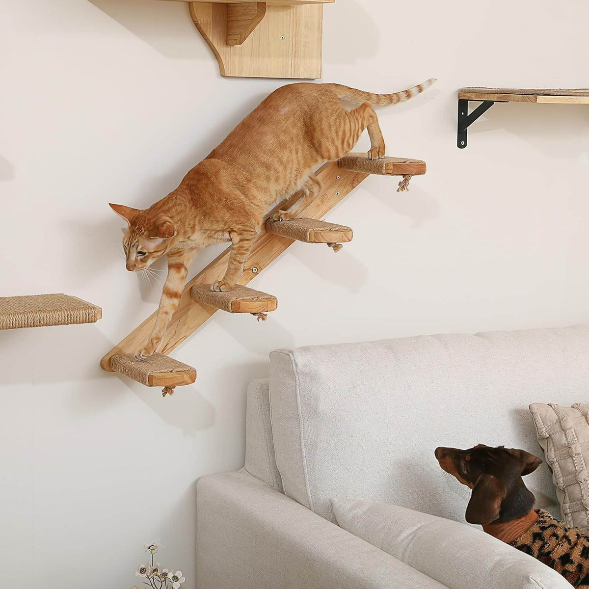 An orange tabby cat stretches across a wooden wall-mounted climbing perch above a light gray sofa, with a small dog visible in the lower right corner of the room.