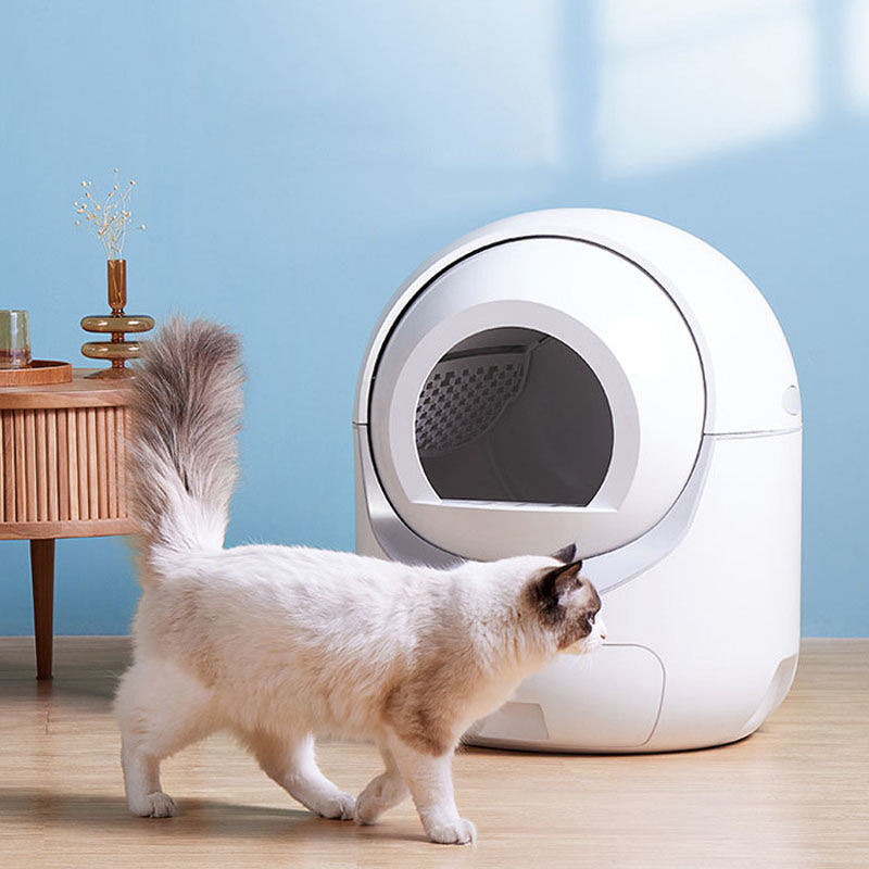 Cat approaching a white automatic litter box on a wooden floor with a light blue wall in the background.