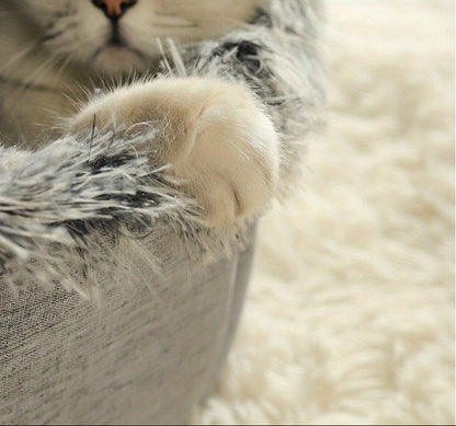 Close-up of a cat's paw stepping on a surface.
