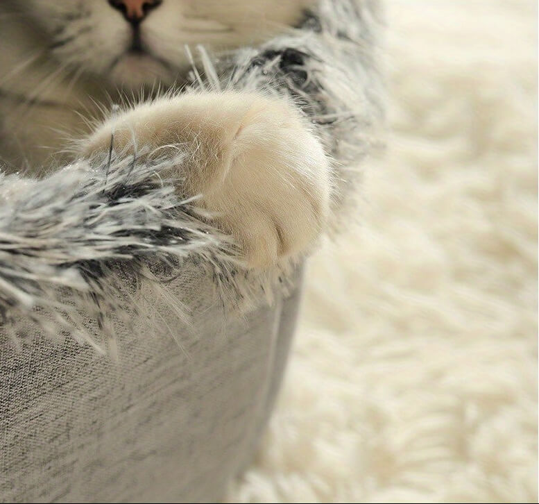 Close-up of a cat lying on a soft, fluffy surface